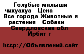 Голубые малыши чихуахуа › Цена ­ 25 000 - Все города Животные и растения » Собаки   . Свердловская обл.,Ирбит г.